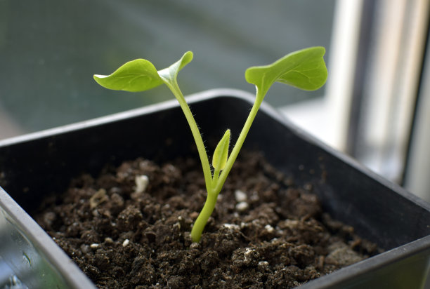 通过幼苗种植植物。图片下载