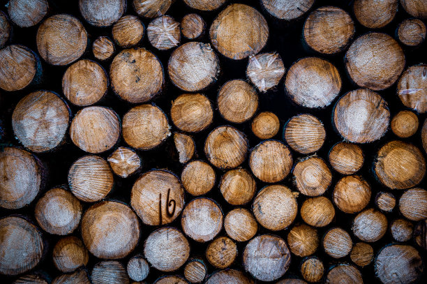 林业、木材原料或木材贸易概念。图片下载