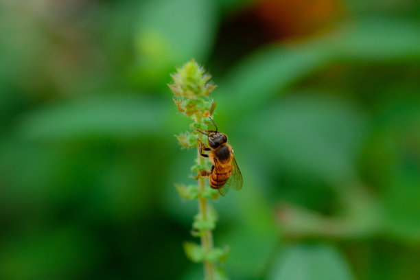 绿色罗勒花上的蜜蜂。图片下载