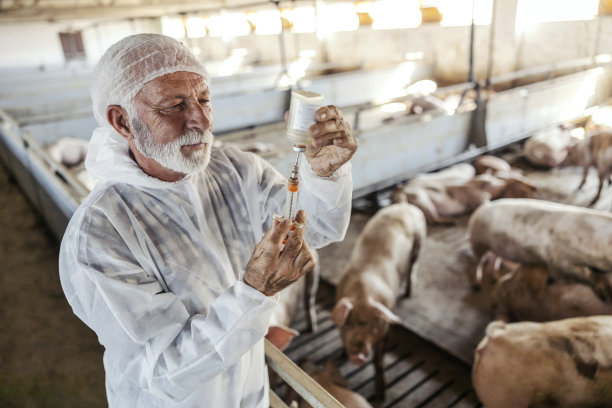 在养猪场为猪准备注射的有经验的高级兽医。猪流感，疾病预防。一位高级兽医正在准备治疗方法。图片下载