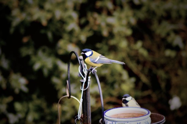大山雀图片下载