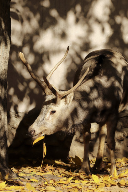 动物园里长角的鹿。图片下载