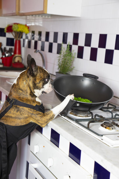 幽默摄影，狗狗表现得像人一样。穿着黑色围裙的波士顿梗在煤气炉上做饭图片下载