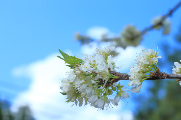 东方李子图片下载