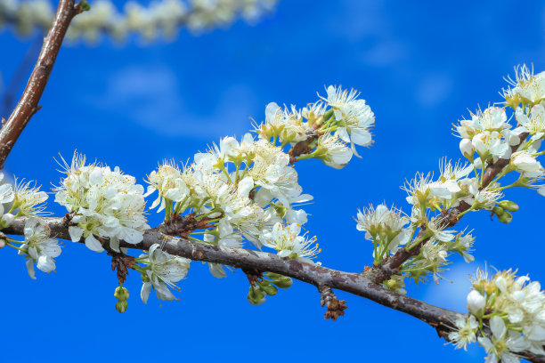 东方李子图片下载