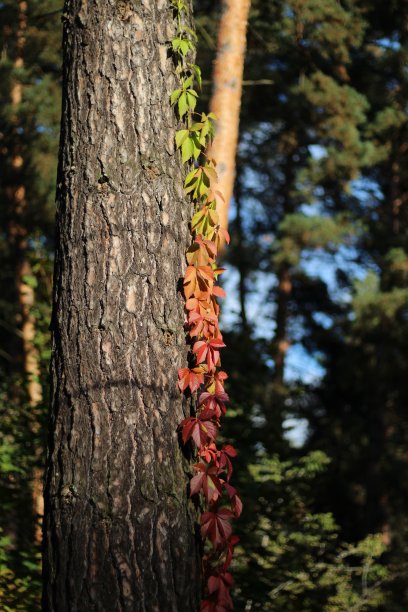 葡萄叶子-秋天的梯度图片下载