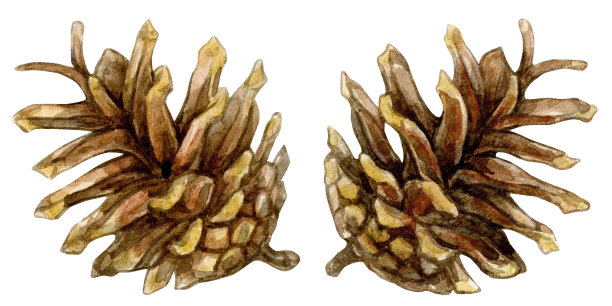 一套松果。水彩插图孤立在白色的背景。图片下载