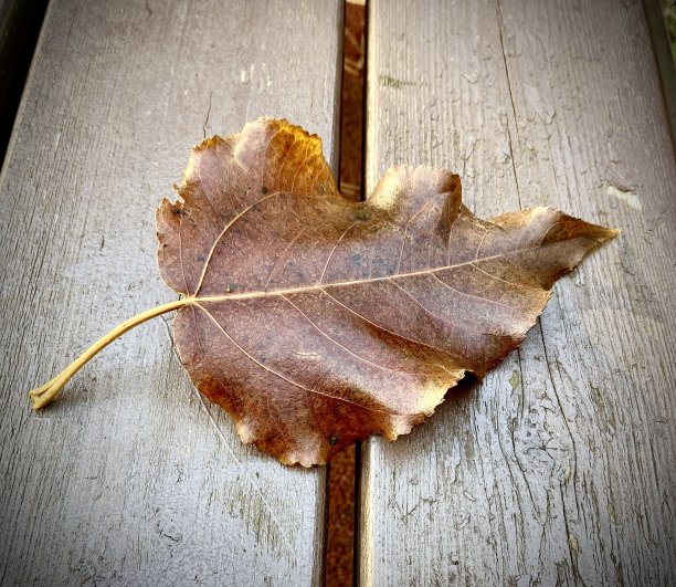 秋天的杨树叶子图片下载