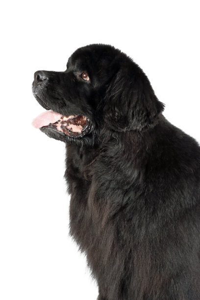 黑色的纽芬兰图片下载