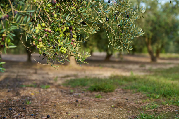 树枝上的橄榄。果实长在橄榄树上图片下载