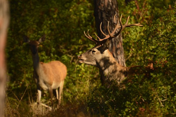 伊比利亚鹿图片下载