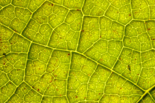 显微镜下叶脉和传导细胞的结构图片下载