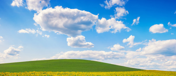 向日葵田多云蓝天图片下载