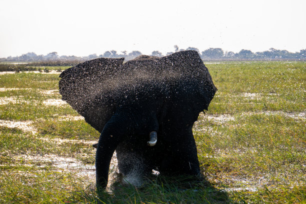 在丘比国家公园的河边，非洲象在水花中沐浴图片下载