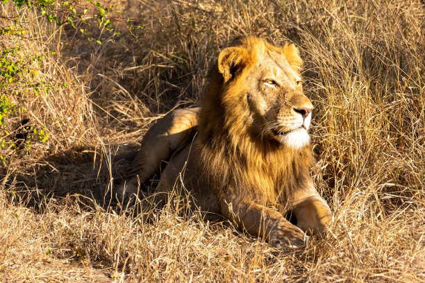 在克鲁格国家公园里，一头雄狮凝视着清晨的阳光图片下载