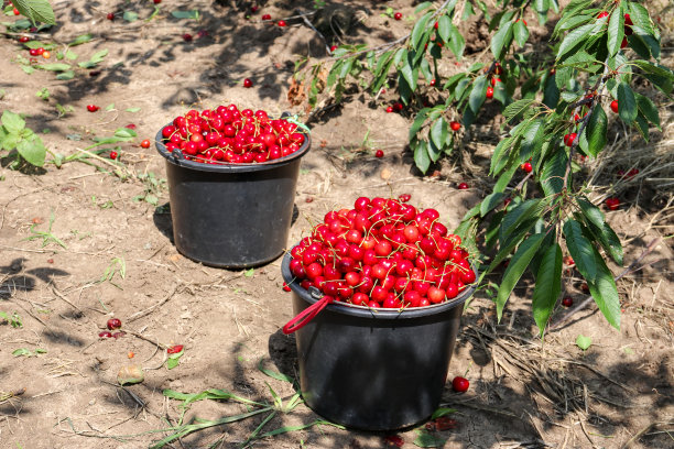 在花园里收集樱桃。这些盒子是新鲜采摘的红樱桃。工业樱桃园。一桶桶收集的甜樱桃。近距离观察绿色的草地和满盒子图片下载
