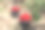 在花园里收集樱桃。这些盒子是新鲜采摘的红樱桃。工业樱桃园。一桶桶收集的甜樱桃。近距离观察绿色的草地和满盒子图片下载