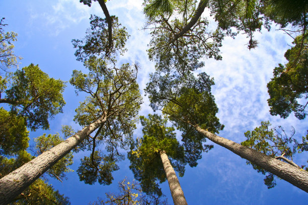 松树上的蓝天图片下载