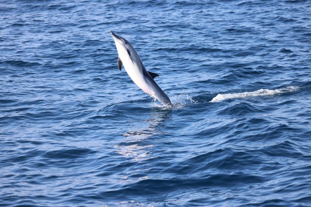海豚跳图片下载