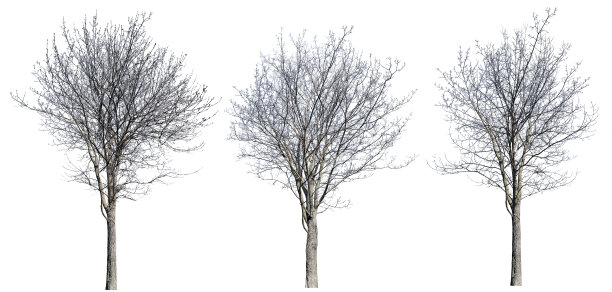 光秃秃的三个冬天隔绝了稠密的枫树图片下载