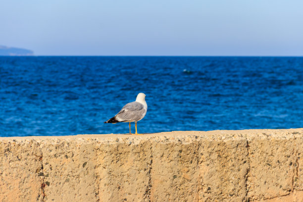 海鸥在黑海上的肖像图片下载