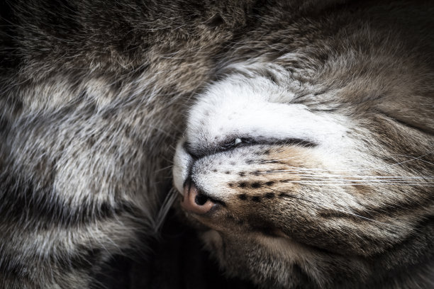 睡猫的脸图片下载