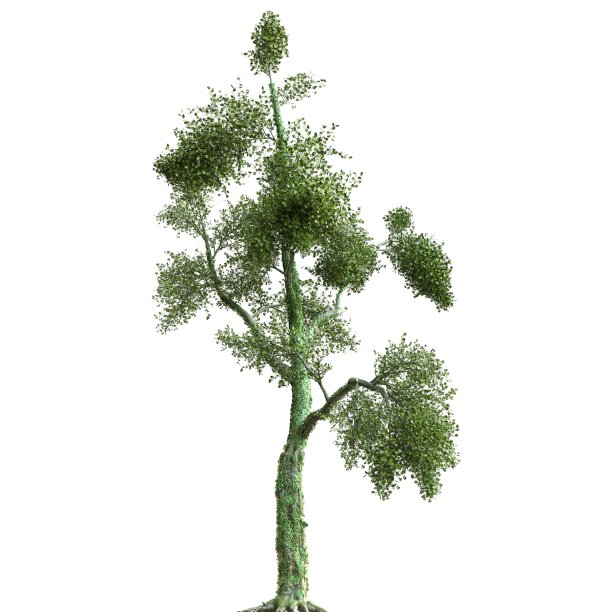 夏季树三维插图孤立在白色背景图片下载