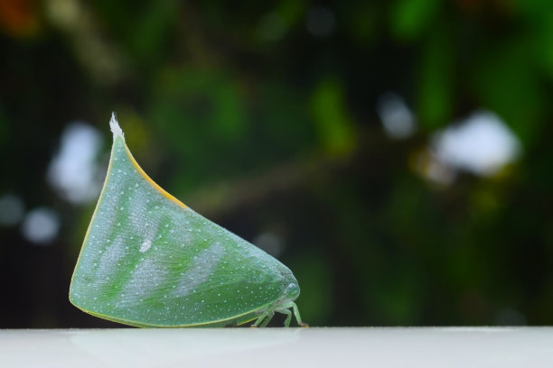 直翅目的叶蚱蜢或螽斯。图片下载