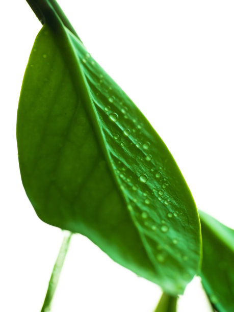 水滴在新鲜的叶子上。图片下载