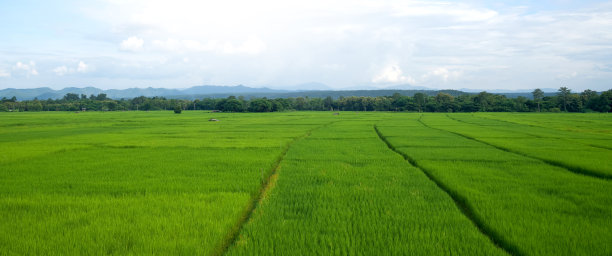 茉莉花稻田里有一条长长的走道。泰国兰邦省风景优美。图片下载