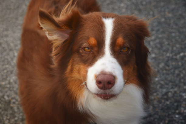 澳大利亚牧羊犬正面图图片下载