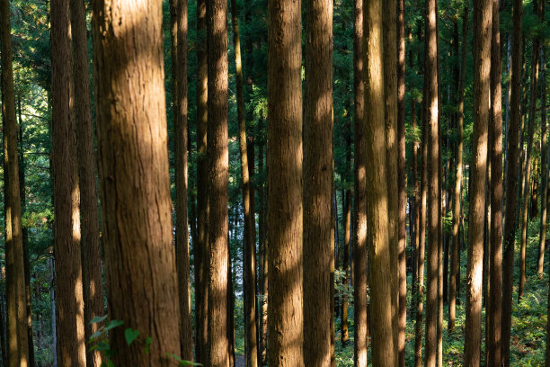 柳杉树图片下载