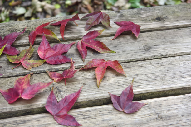 秋天的季节。落叶变成了红色。图片下载