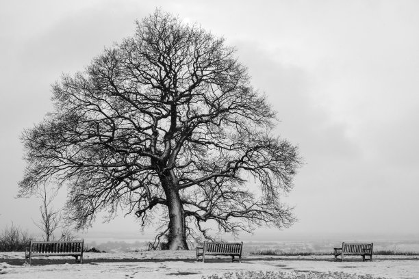 在英国埃塞克斯郡海上的利，一棵光秃秃的橡树(栎树)被雪覆盖的黑白图像图片下载