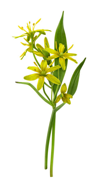 黄色的黄杉花、芽和叶在白色的小花束上孤立图片下载