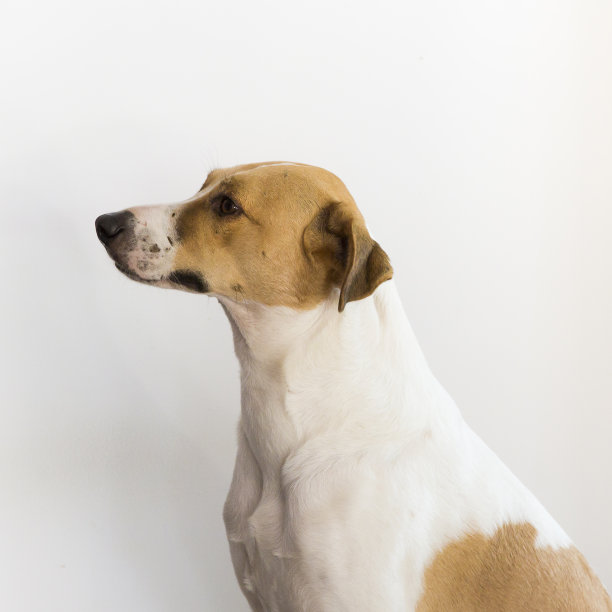 她的名字叫生命图片下载