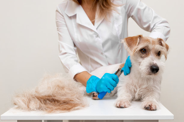 兽医诊所的修饰程序。一个穿着白色外套和蓝色手套的女孩脱掉并修剪了一件肥大的杰克罗素梗小狗的旧外套。图片下载