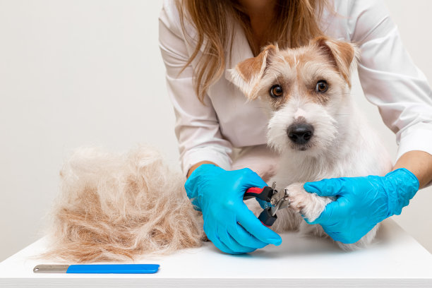 兽医诊所的修饰程序。一个穿着白色外套和蓝色手套的女孩正在修剪一只杰克罗素梗小狗的爪子指甲图片下载