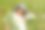 女人收集花图片下载