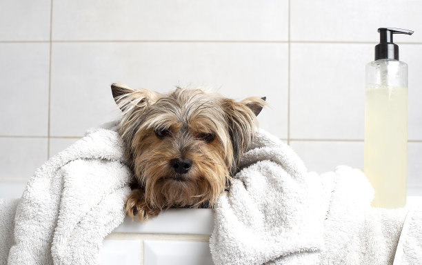 一只狗在浴室里用毛巾和洗发水洗澡。约克郡犬在家里的浴室里。图片下载