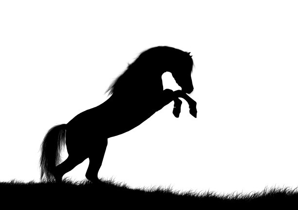 黑色的剪影的马被饲养孤立。图片下载