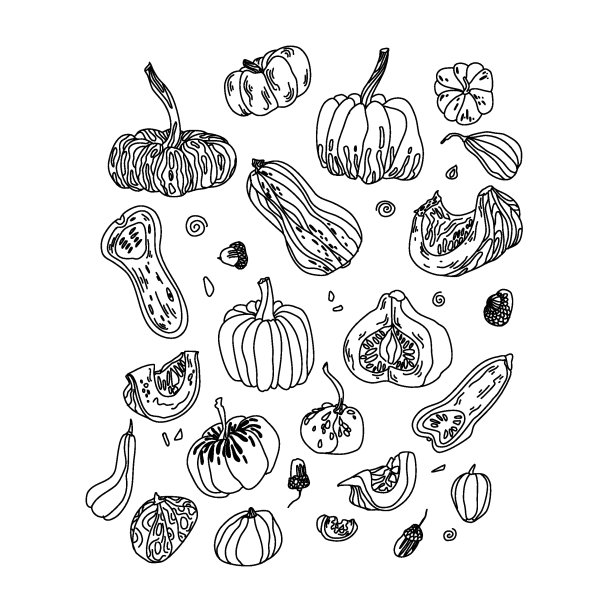 20个不同品种的南瓜和坚果在白色背景上涂鸦风格图片下载
