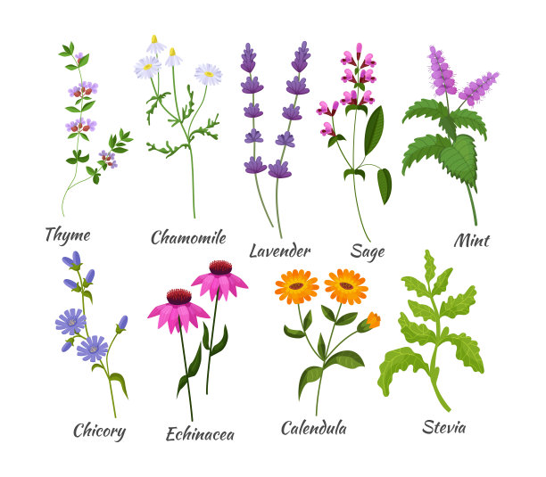 医学草药集。植物花有百里香，洋甘菊，薰衣草，鼠尾草，薄荷，菊苣图片下载