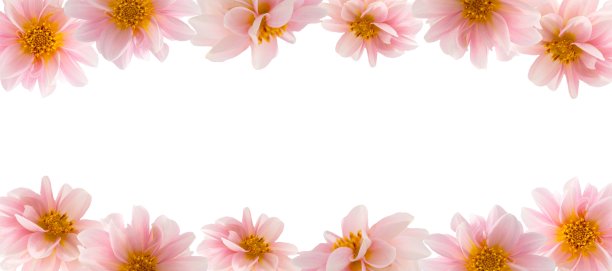 大丽花粉红色的花孤立在白色，抽象的花模型图片下载