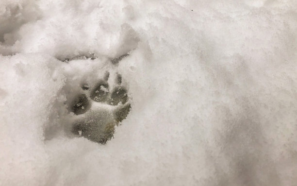 雪印图片下载