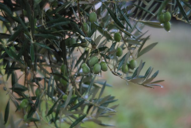 橄榄树上的橄榄图片下载