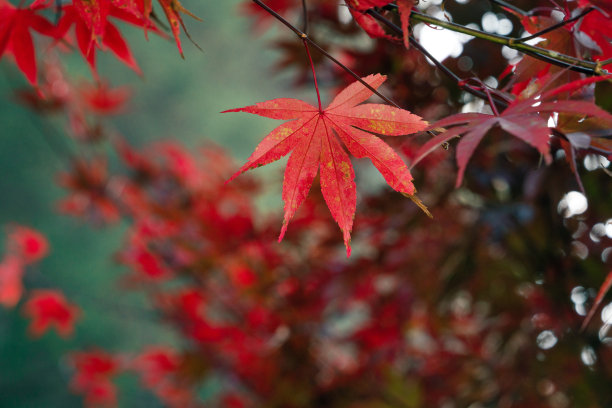 美丽的枫叶在秋天的季节。图片下载