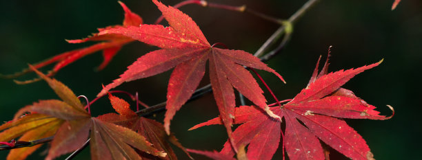 美丽的枫叶在秋天的季节。图片下载