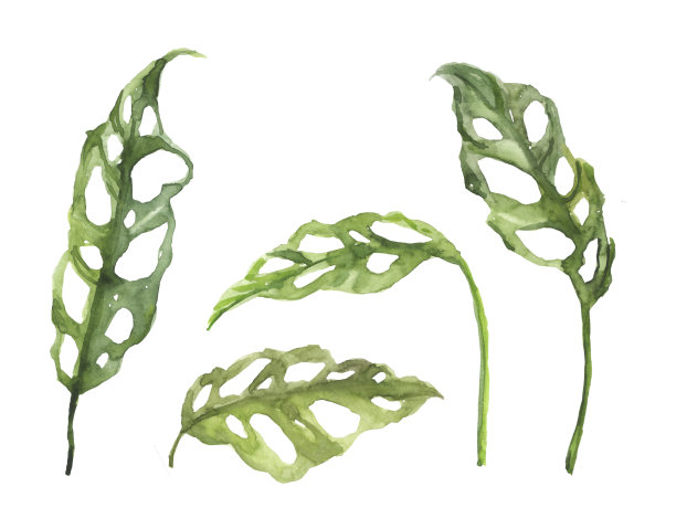 水彩手绘雨林热带怪物斜叶植物插图集孤立在白色的背景图片下载