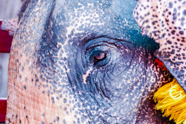 泰国大城府拍摄的大象的美丽照片图片下载